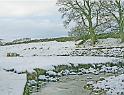 Beck and sheep 1